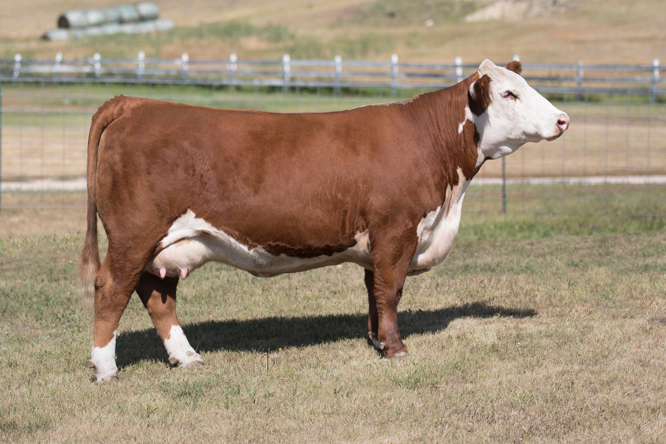 Hereford cow